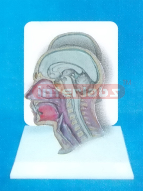 DESK-TYPE, HUMAN HEAD & NECK ANATOMICAL MODEL WITH DESCRIPTION PLATE